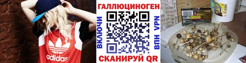 Псилоцибиновые грибы Psilocybine cubensis  Боровичи 